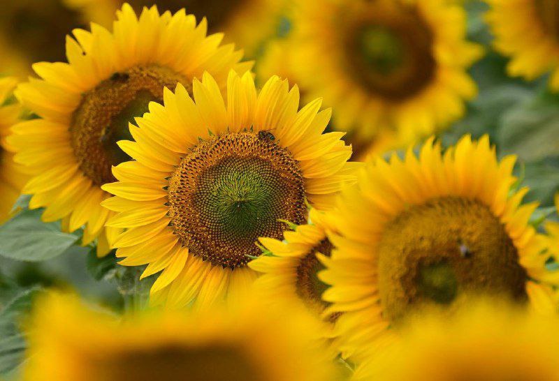 Саратовские аграрии установили рекорд по урожаю масличных культур